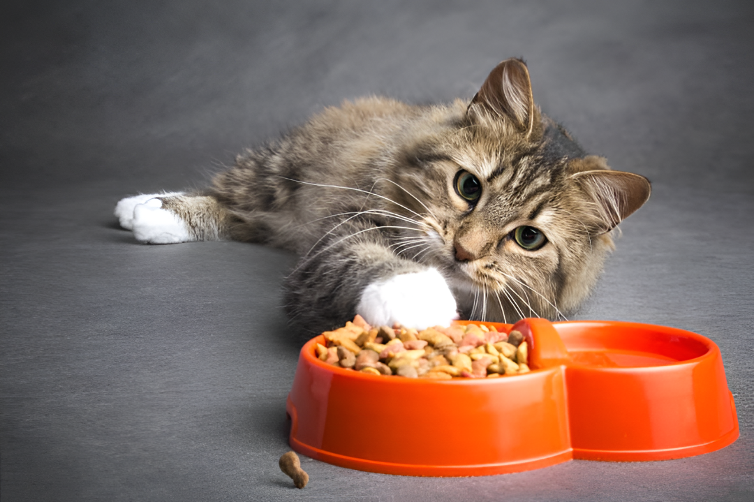 Essential Guide to Pet Feeding Supplies